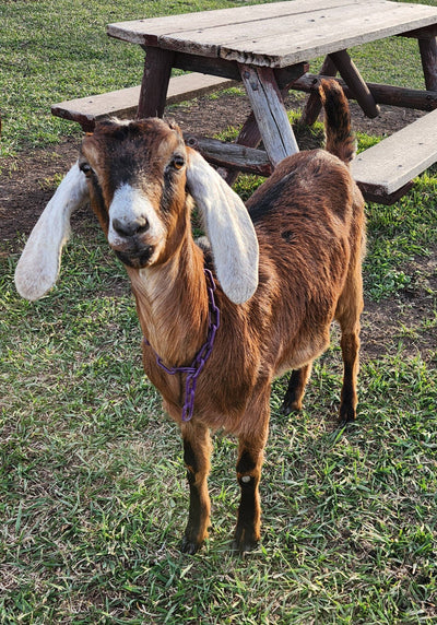 Maybelle