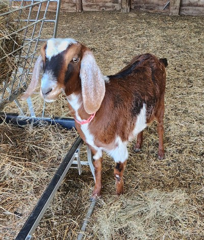 Dolly