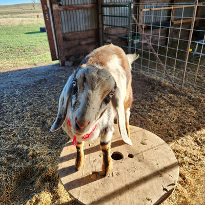 Electra